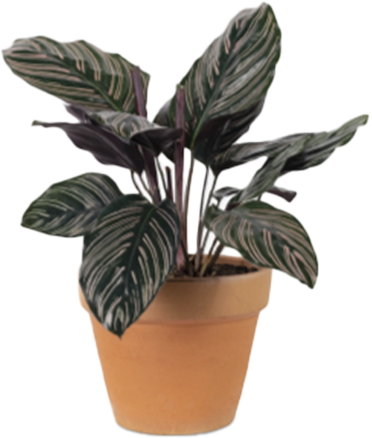 Calathea Pinstripe